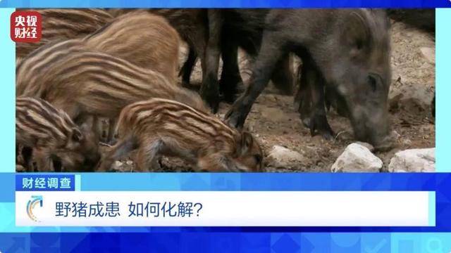 多地频现野猪伤人致害！为什么不能放开猎捕？记者调查