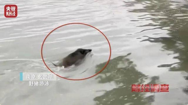 多地频现野猪伤人致害！为什么不能放开猎捕？记者调查