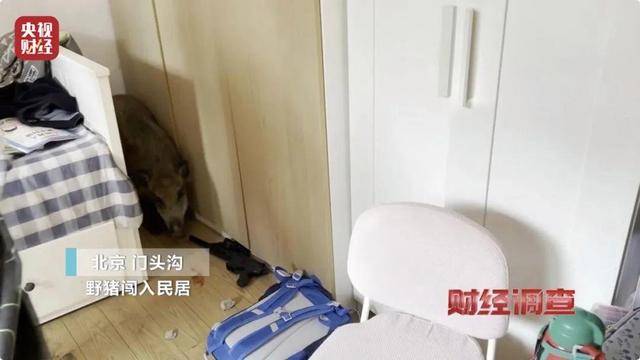 多地频现野猪伤人致害！为什么不能放开猎捕？记者调查