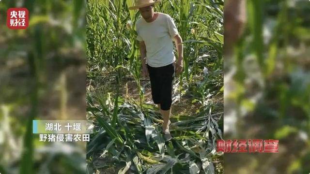 多地频现野猪伤人致害！为什么不能放开猎捕？记者调查