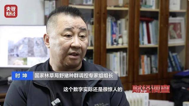 多地频现野猪伤人致害！为什么不能放开猎捕？记者调查