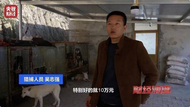 多地频现野猪伤人致害！为什么不能放开猎捕？记者调查