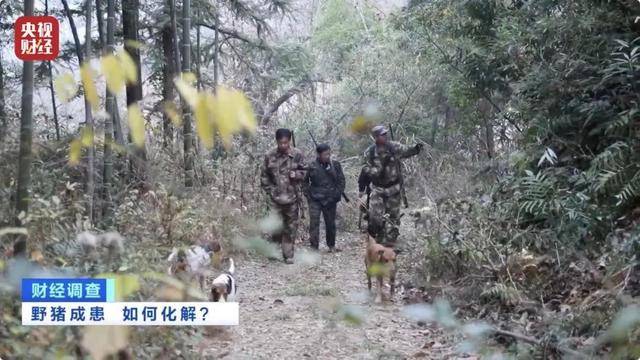 多地频现野猪伤人致害！为什么不能放开猎捕？记者调查