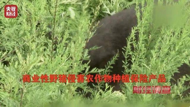 多地频现野猪伤人致害！为什么不能放开猎捕？记者调查